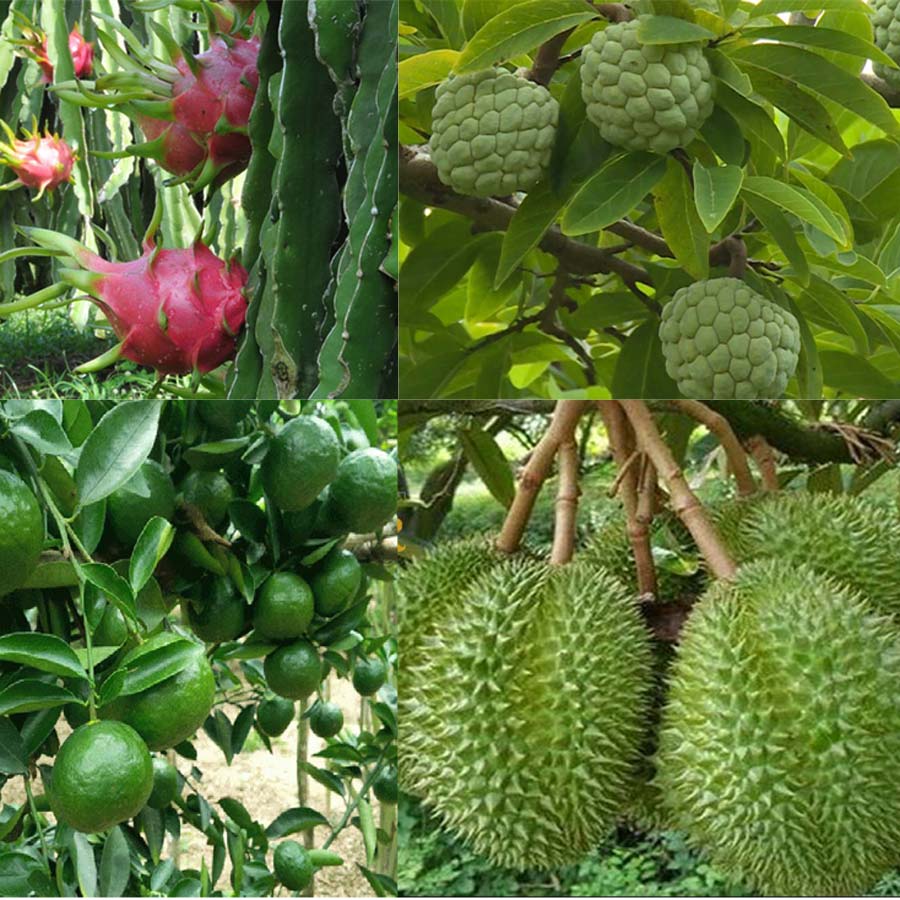 Sử dụng kali sulphat giúp cho cây ăn quả đạt năng suất cao hơn
